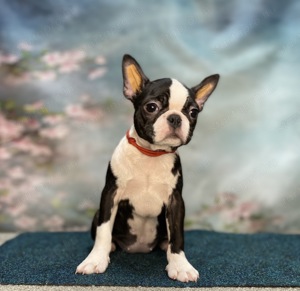 Boston terrier FCI törzskönyvvel.  - kép 2