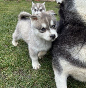 Szibériai husky kiskutya - kép 7