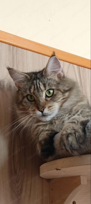 Maine coon nöstény cicák ingyen elvihetők  - kép 3