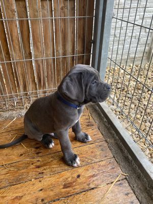 Fajtiszta Cane Corso kiskutyák elérhető áron - kép 6