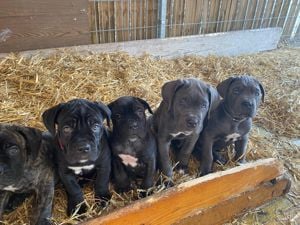 Fajtiszta Cane Corso kiskutyák elérhető áron