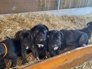 Fajtiszta Cane Corso kiskutyák elérhető áron - kép 8