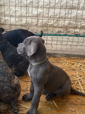 Fajtiszta Cane Corso kiskutyák elérhető áron - kép 7