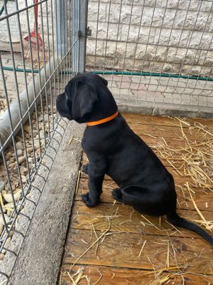 Fajtiszta Cane Corso kiskutyák elérhető áron - kép 5