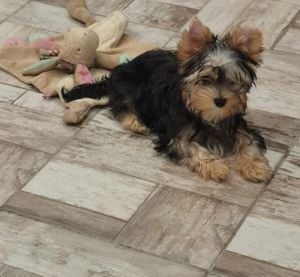 15 hetes Yorkshire terrier kislány - kép 2