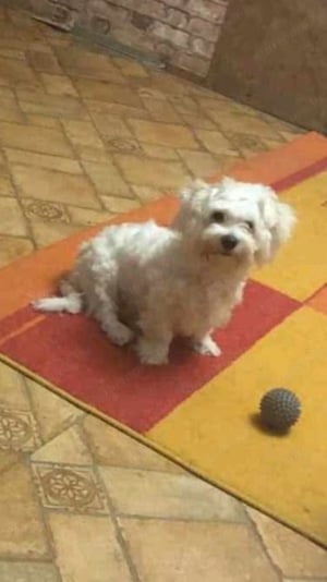 6 honapos hófehér bichon Havanese fiú kiskutya szereto gazdit keres . 