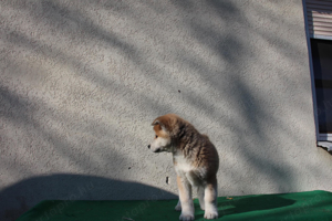 japán akita inu 