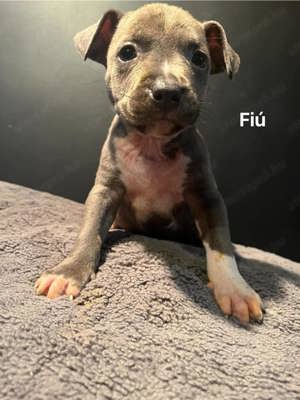 Amerikai staffordshire  terrier jellegű kiskutyák  - kép 5