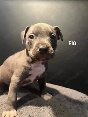 Amerikai staffordshire  terrier jellegű kiskutyák  - kép 6