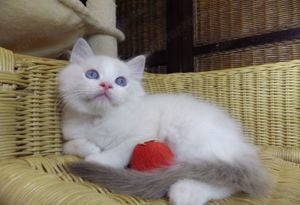 Idaho Ragdoll cica!  Seal Lynx Bicolor Boyl   - kép 10