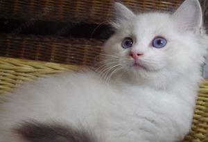 Idaho Ragdoll cica!  Seal Lynx Bicolor Boyl   - kép 7