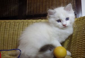 Idaho Ragdoll cica!  Seal Lynx Bicolor Boyl   - kép 8