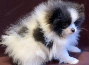 Extra mini pomerániai törpe spitz kislány - kép 3