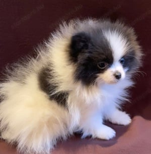 Extra mini pomerániai törpe spitz kislány - kép 2