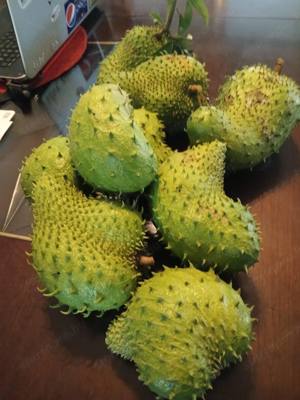 Prémium Fresh Soursop gyümölcsök és levelek.