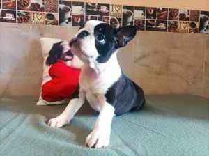 Törzskönyves boston terrier kisfiúk - kép 2