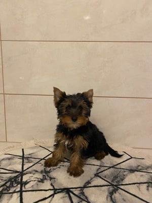 Yorkshire terrier kis fiú