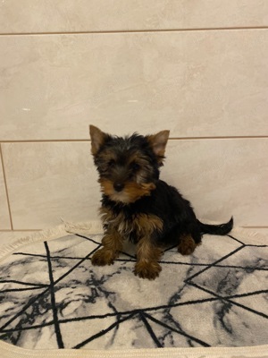 Yorkshire terrier kis fiú - kép 2