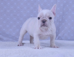 eladó francia bulldog minőségi kiskutyák  blue , blue tan , blue merle ,platinum  - kép 11