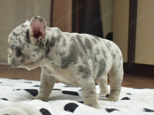 eladó francia bulldog minőségi kiskutyák  blue , blue tan , blue merle ,platinum  - kép 16