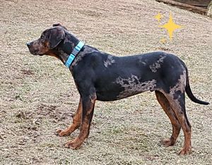 Catahoula - Louisiana leopárd kutya