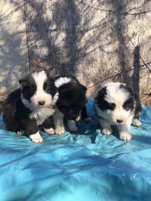 Border collie kiskutyák