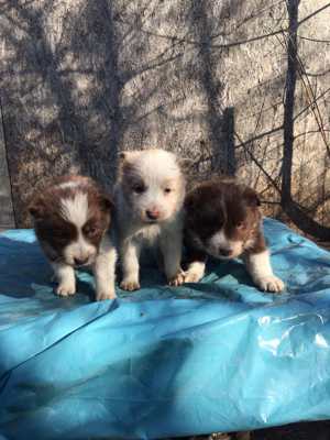 Border collie kiskutyák - kép 2