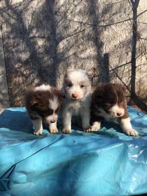 Border collie kiskutyák - kép 3