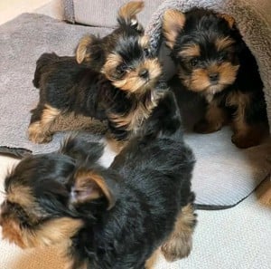 yorkshire terrier kölykök