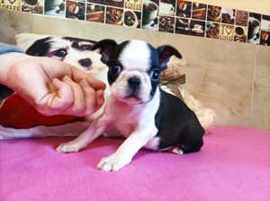 Törzskönyvezett boston terrier kislány eladó - kép 10