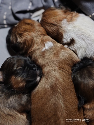 Shih tzu  si-cu  tündéri babák előjegyezhetők - kép 4