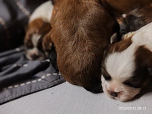 Shih tzu  si-cu  tündéri babák előjegyezhetők