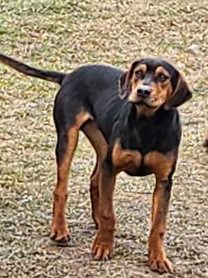 Louisiana Leopard dog- kölykök - kép 2