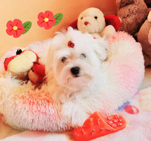 Törzskönyvezett szülőktől minőségi Bichon Havanese kiskutyák eladók  - kép 2