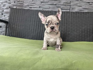 Francia bulldog kislány - kép 2