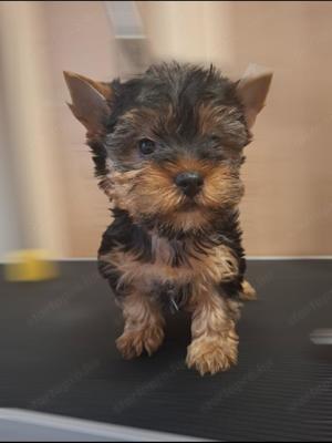 Yorkshire Terrier kiskutya 