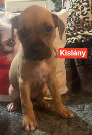 Eladó Amerikai staffordshire terrier kiskutyák - kép 3