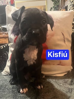 Eladó Amerikai staffordshire terrier kiskutyák - kép 2