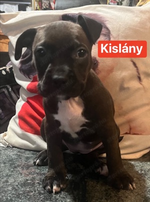 Eladó Amerikai staffordshire terrier kiskutyák - kép 6