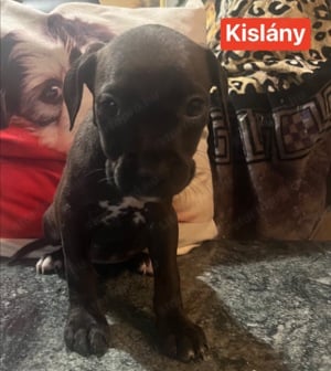 Eladó Amerikai staffordshire terrier kiskutyák - kép 4