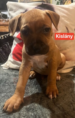 Eladó Amerikai staffordshire terrier kiskutyák - kép 5