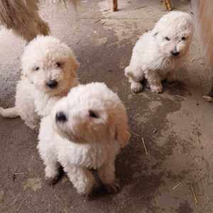 Komondor kölykök