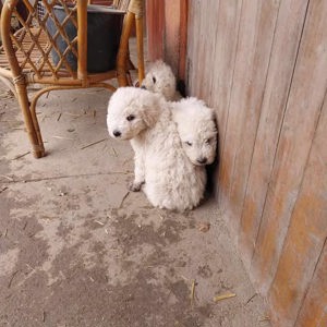 Komondor kölykök - kép 3