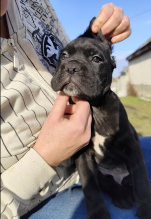 Cane corso kiskutyák - kép 4