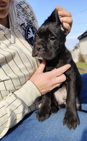 Cane corso kiskutyák