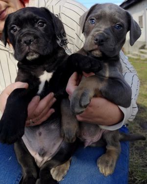 Cane corso kiskutyák - kép 3