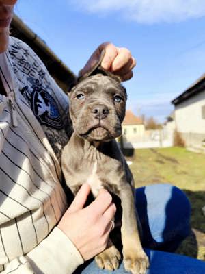 Cane corso kiskutyák - kép 2