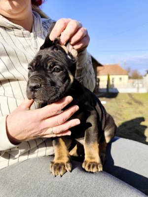 Cane corso kiskutyák - kép 5