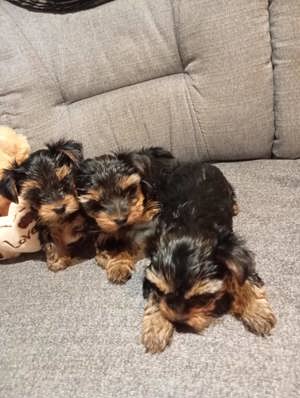 Yorkshire terrier kiskutyák  - kép 2