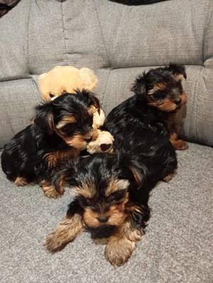 Yorkshire terrier kiskutyák  - kép 4